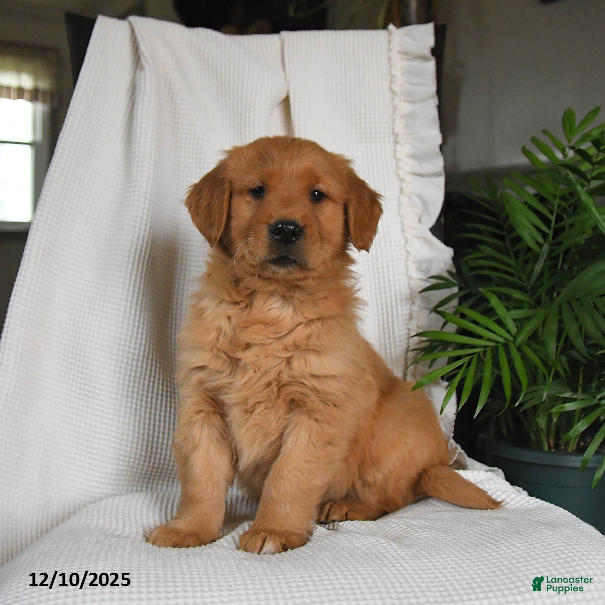 Golden Retriever dogs River - Ad 27