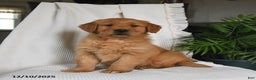 Golden Retriever dogs for sale: River - Ad 1