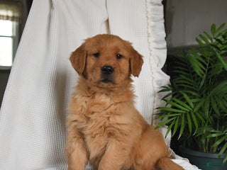 Golden Retriever dogs River - Ad 40