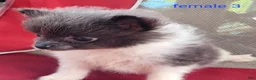 Pomeranian dogs for sale: Liberty  - Ad 12