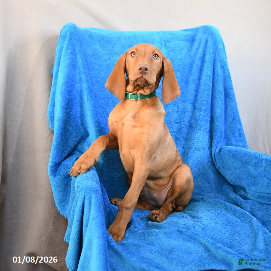 Vizsla dogs Riley - Ad 14