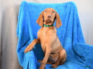 Vizsla dogs Riley - Ad 14