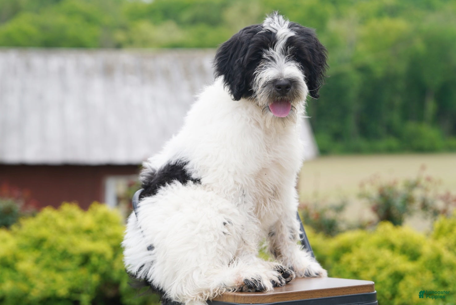 Portuguese Water Dog dogs Kyler - Ad 2