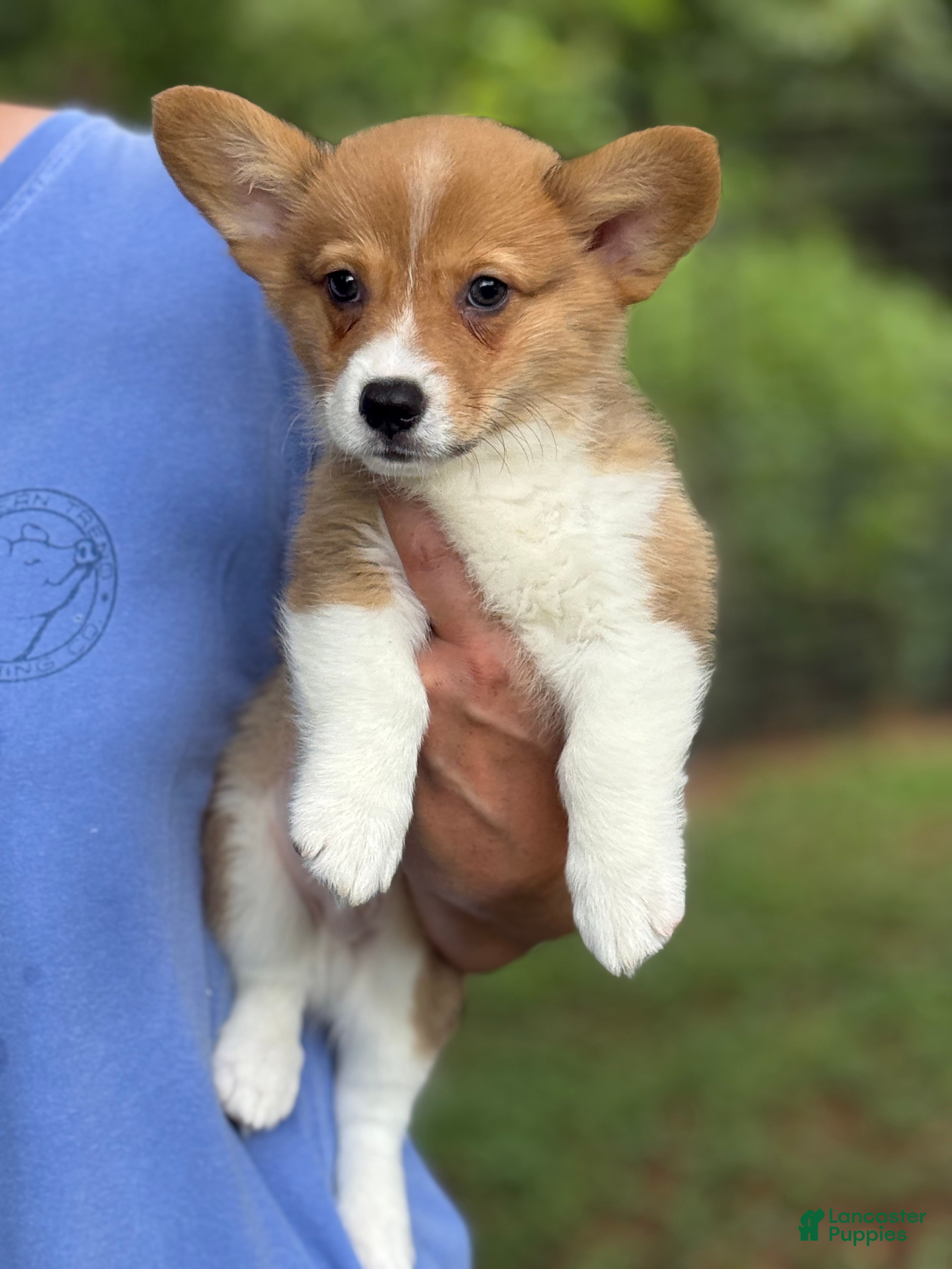 Welsh Corgi Pembroke dogs Red - Ad 8