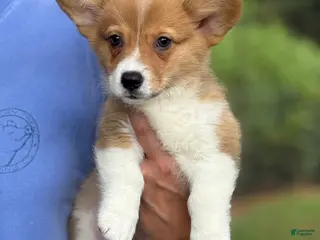 Welsh Corgi Pembroke dogs Red - Ad 8