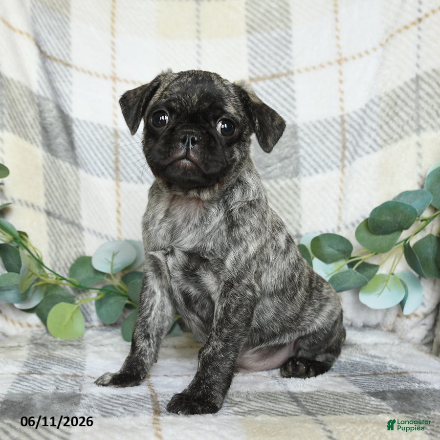 Pug dogs Freddie - Ad 1
