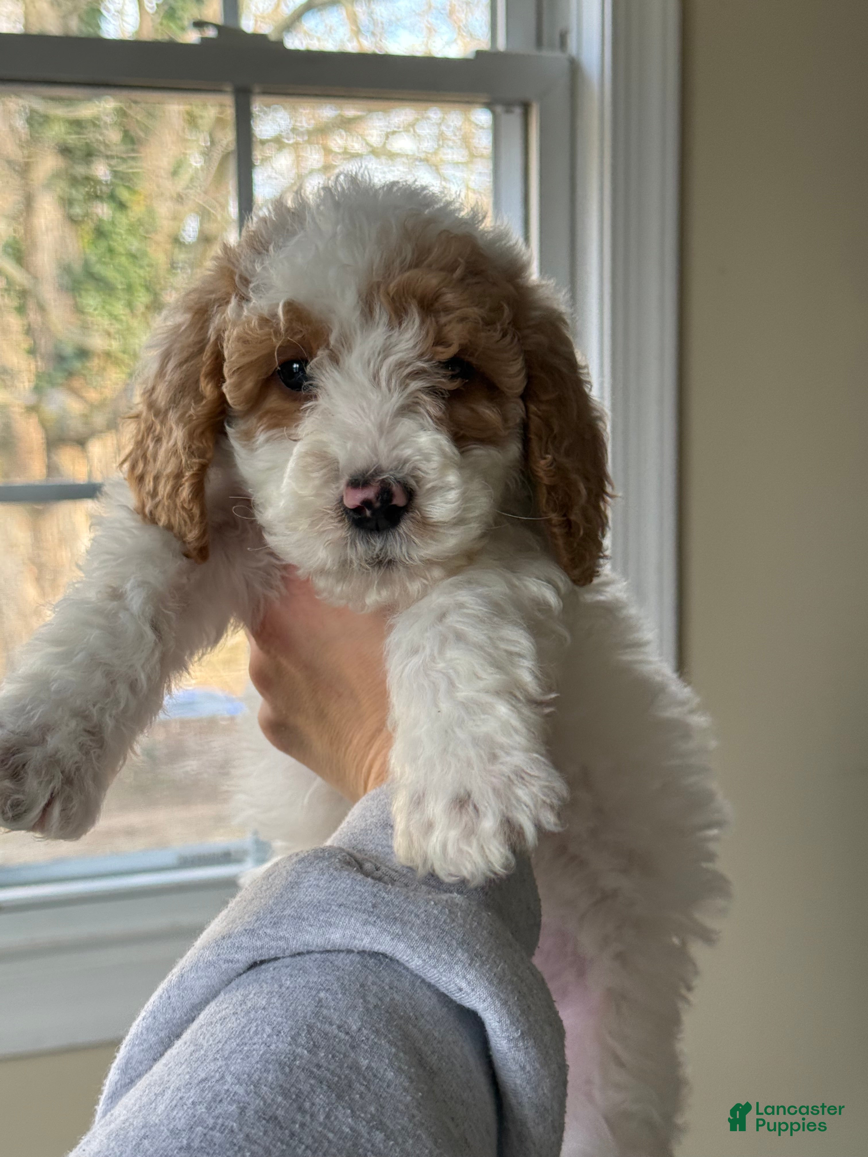 Miniature Poodle dogs Miniature Poodle Puppy 1 - Ad 30