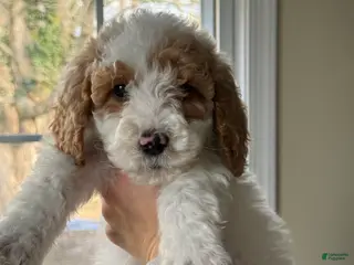 Miniature Poodle dogs Miniature Poodle Puppy 1 - Ad 17