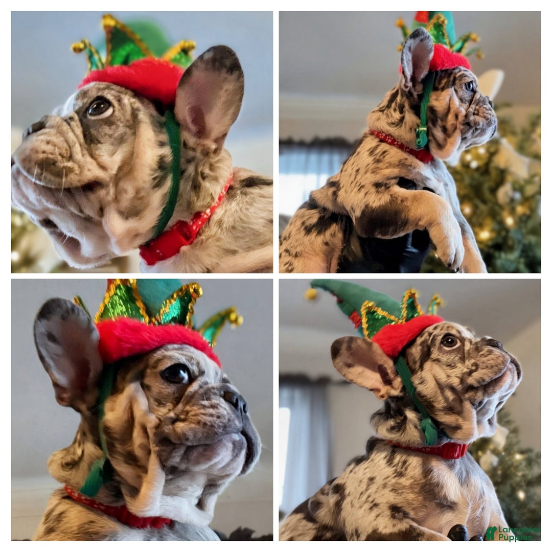 French Bulldog dogs for sale: French Bulldog Puppy 1 - Ad 1