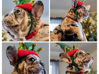 French Bulldog dogs French Bulldog Puppy 1 - Ad 2