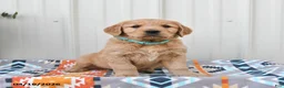 Golden Retriever dogs for sale: Ginger - Ad 4