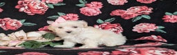 Maltipoo dogs for sale: Desiree - Ad 5