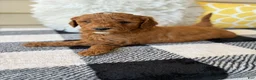 Mini Goldendoodle dogs for sale: Mini Goldendoodle “Theo” - Ad 12