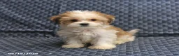 Morkie dogs for sale: Archery - Ad 3