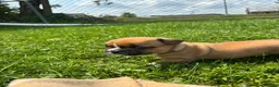 Frenchton dogs for sale: Pez - Ad 3