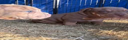 American Bully dogs for sale: American Bully 3 - Ad 1