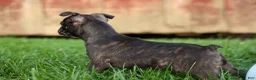 Frenchton dogs for sale: MAX - Ad 10