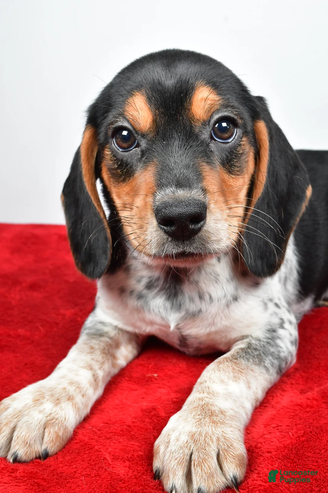 Beagle dogs for sale: Rachel - Ad 5