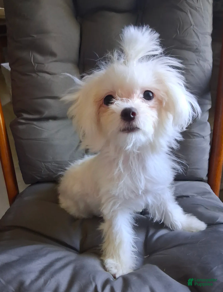 Maltese dogs Dinah - Ad 2