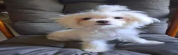 Maltese dogs for sale: Dinah - Ad 2