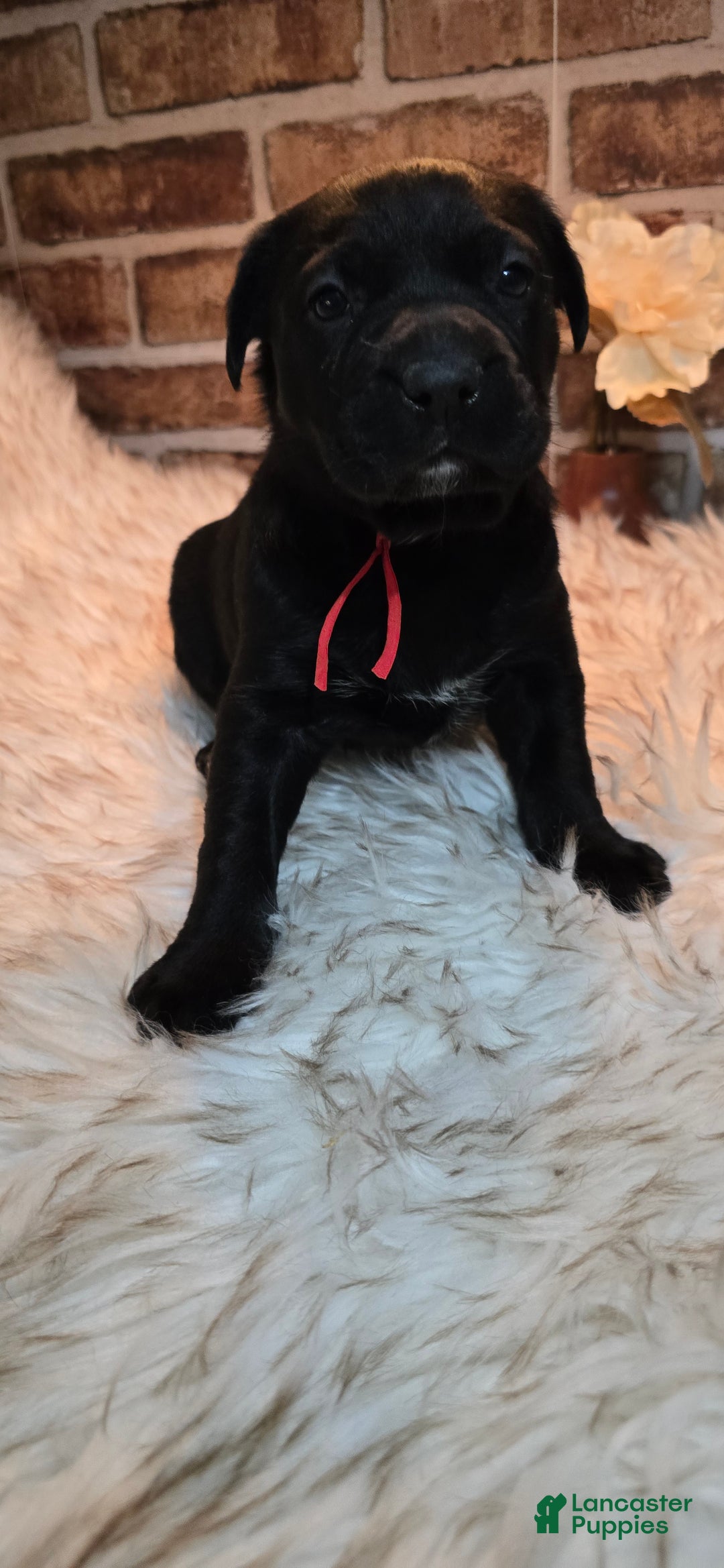 Mixed Breed dogs for sale: Sadie - Ad 3