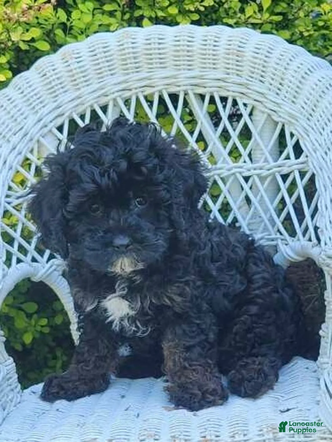 Cavapoo dogs for sale: Kyle - Ad 1