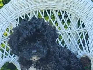 Cavapoo dogs for sale: Kyle - Ad 2