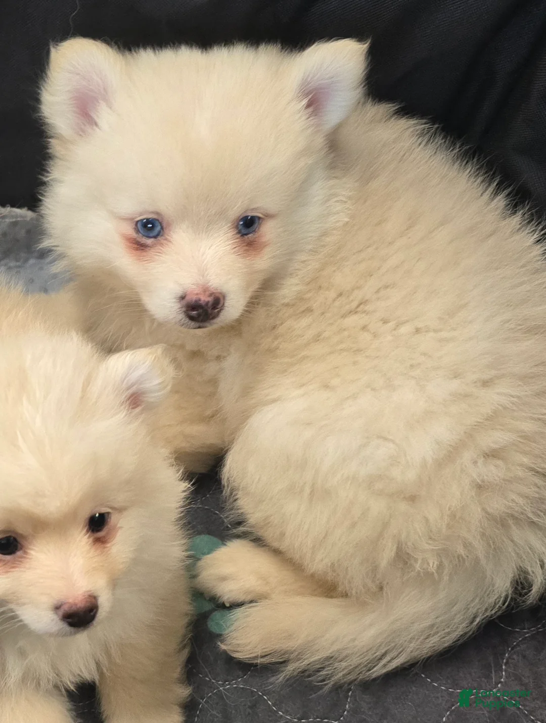 Cream boy 2 Pomsky for sale in Piney Green | Lancaster Puppies