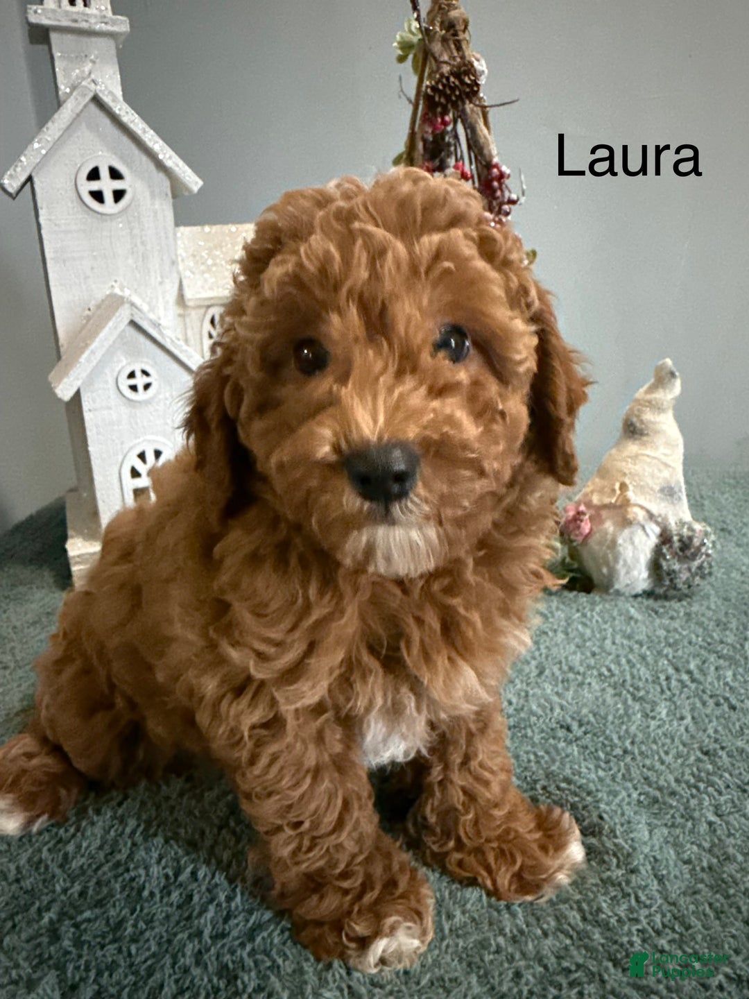 Mini Goldendoodle dogs for sale: Laura - Ad 2