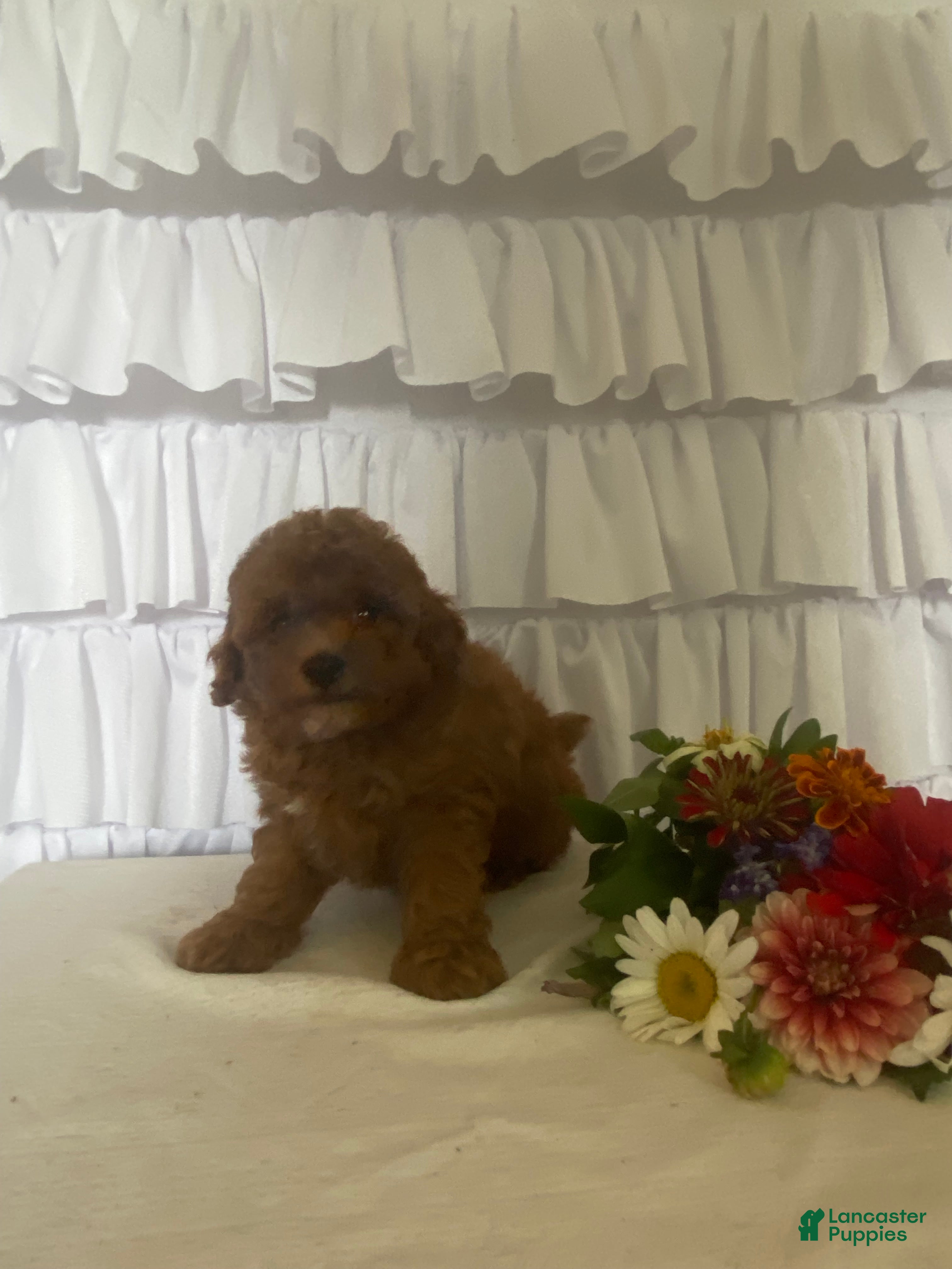 Miniature Poodle dogs Jasmine - Ad 1