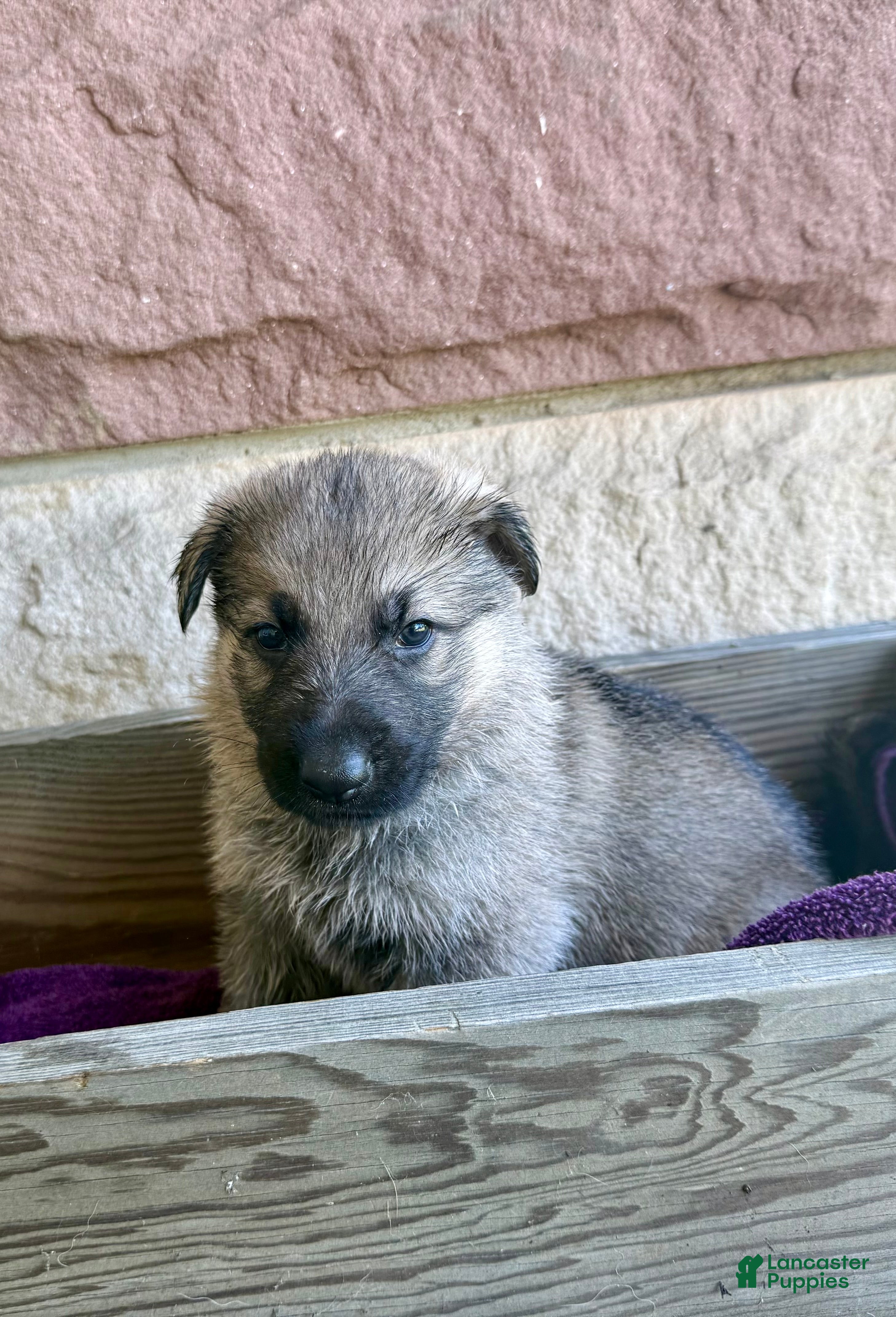 German Shepherd dogs Ben - Ad 2