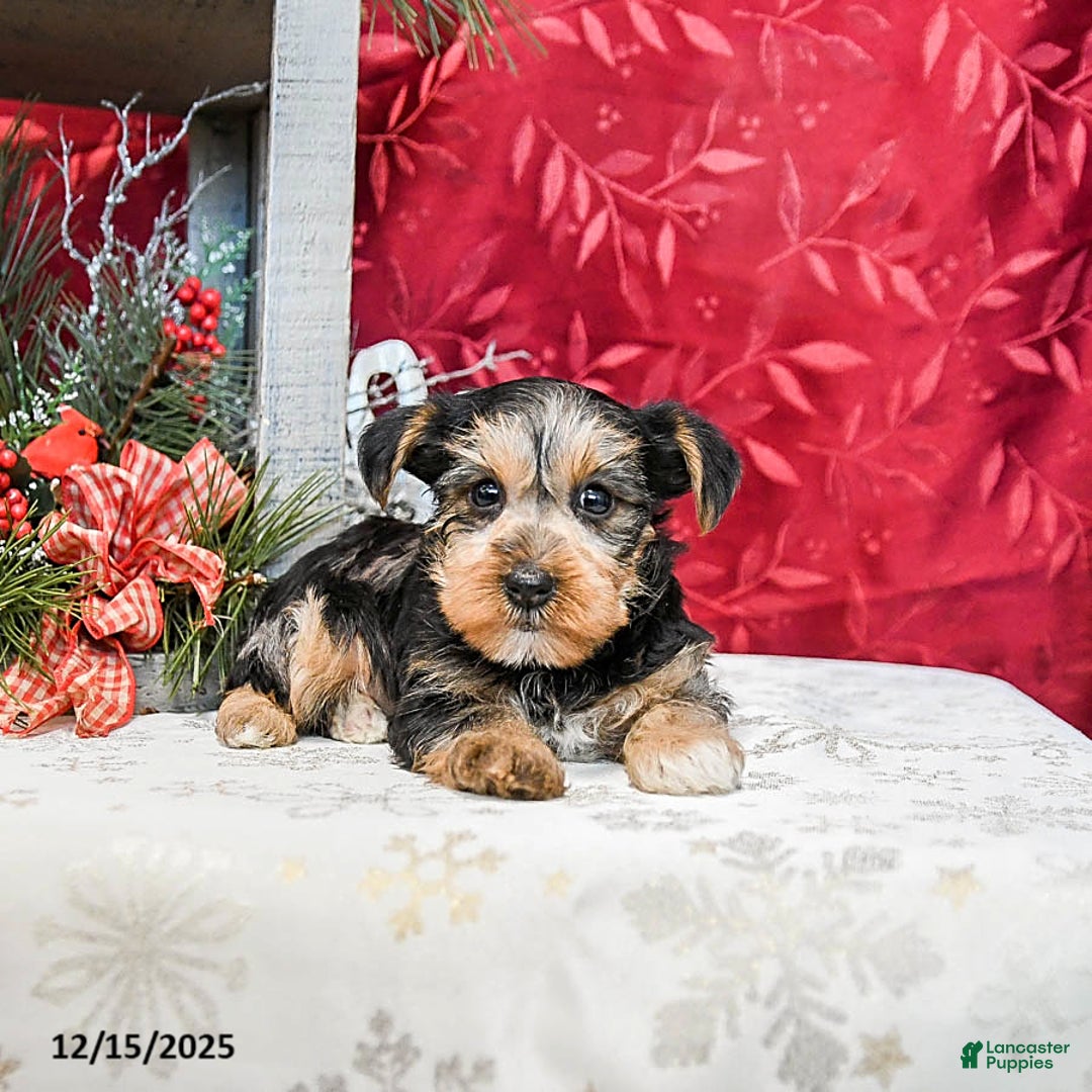 Yorkshire Terrier dogs for sale: Toby - Ad 3
