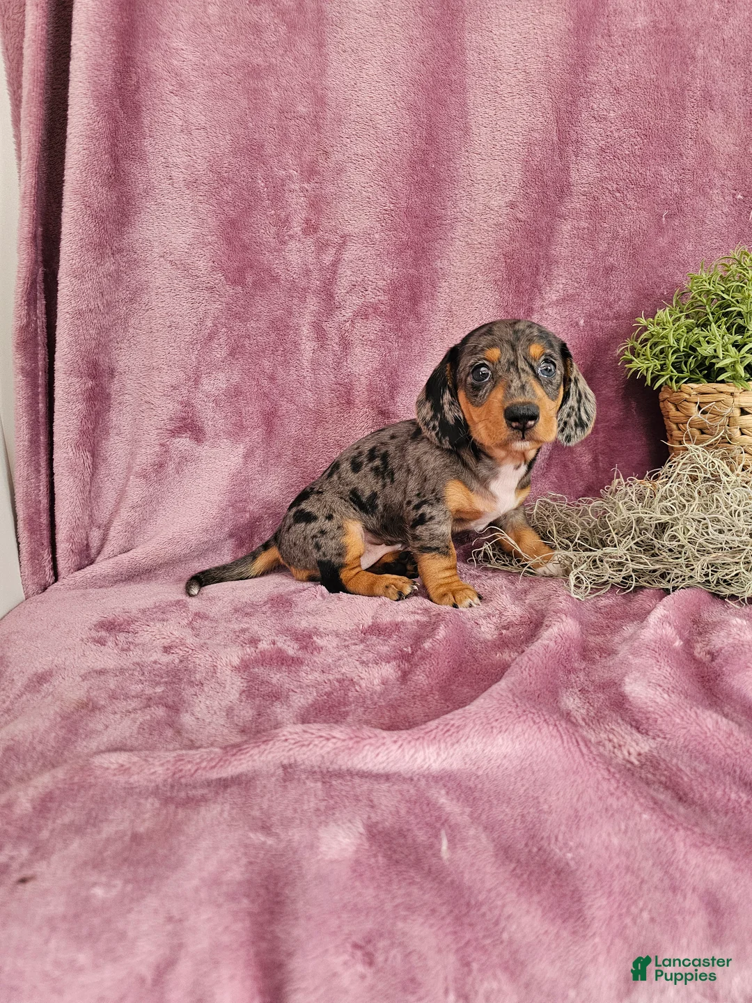 Dachshund dogs for sale: Macey - Ad 1