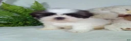 Shih Tzu dogs for sale: Axel  - Ad 4