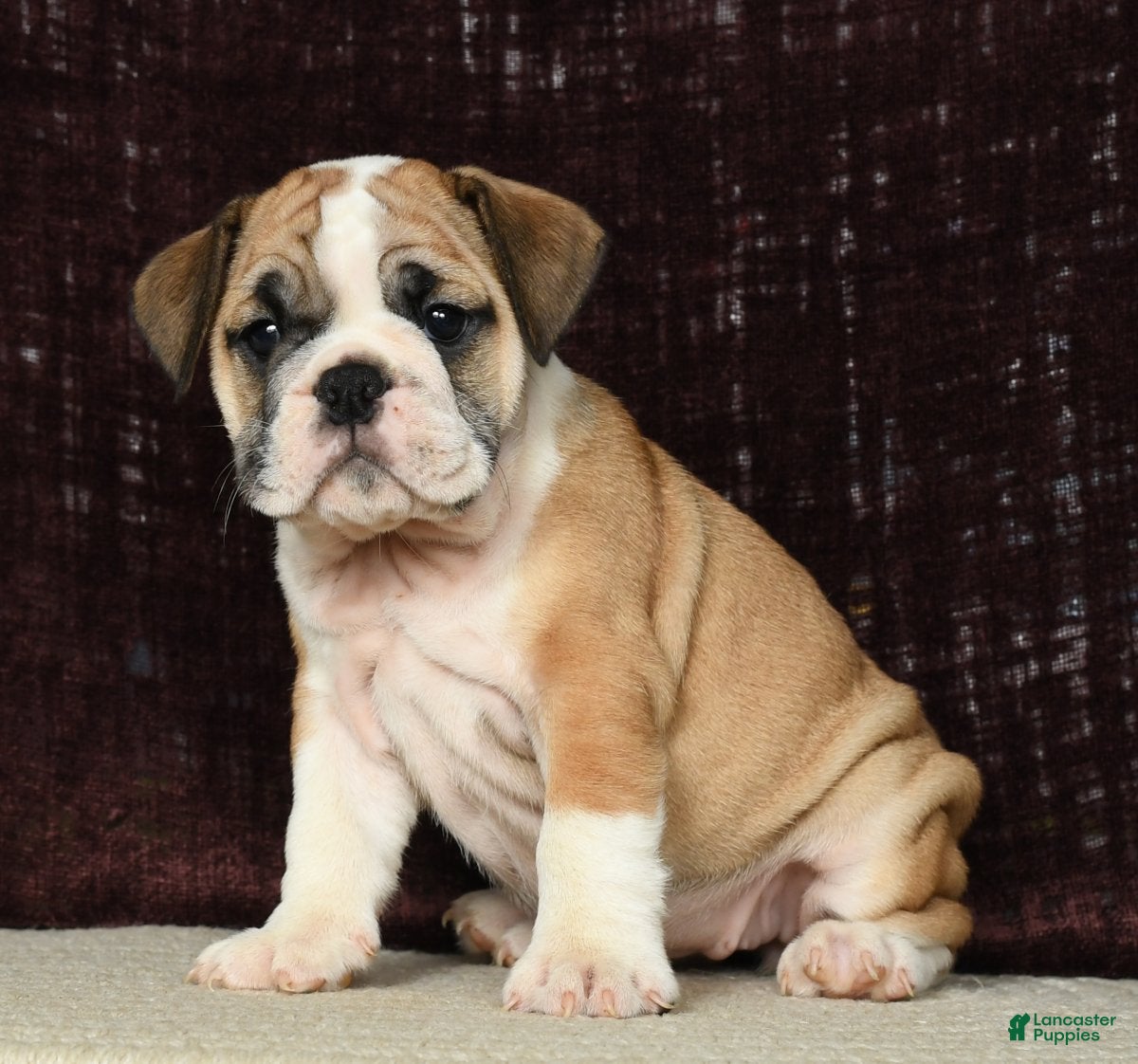 English Bulldog dogs Amber - Ad 37