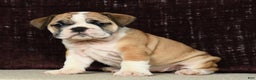 English Bulldog dogs for sale: Amber - Ad 1