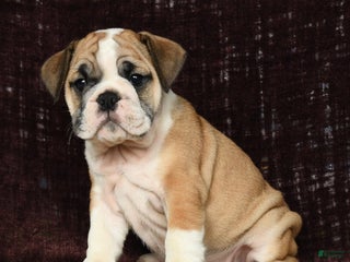 English Bulldog dogs Amber - Ad 10