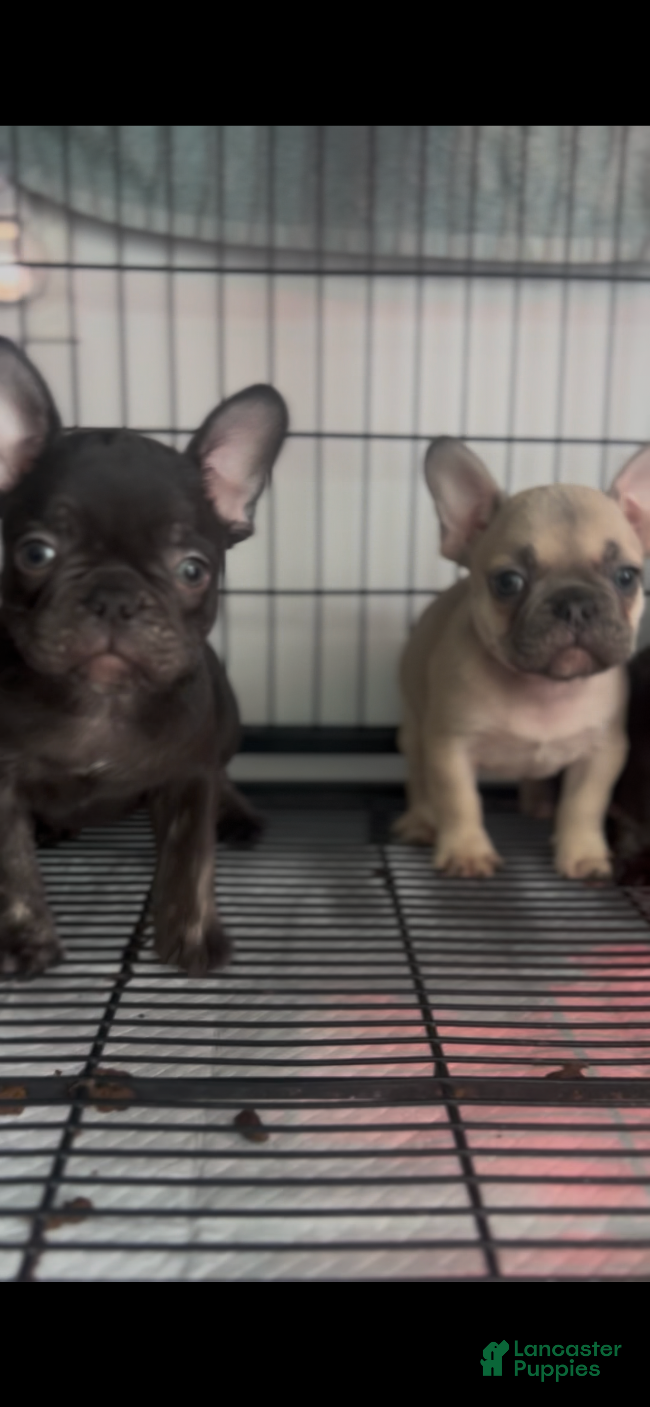 French Bulldog dogs French Bulldog Puppy 3 - Ad 34