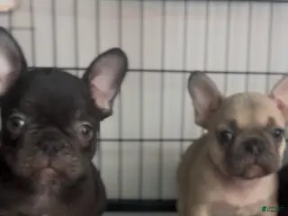 French Bulldog dogs French Bulldog Puppy 3 - Ad 30