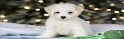 Teddy Bear dogs for sale: Dasher - Ad 17