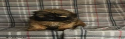 Shih Tzu dogs for sale: Ken  - Ad 8