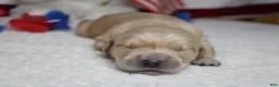 Golden Retriever dogs for sale: Pumpernickel  - Ad 1