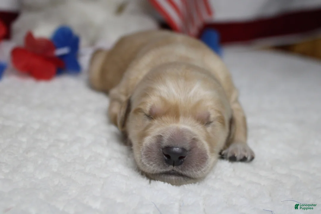 Golden Retriever dogs for sale: Pumpernickel  - Ad 1