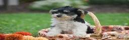 Morkie dogs for sale: Sarah - Ad 10