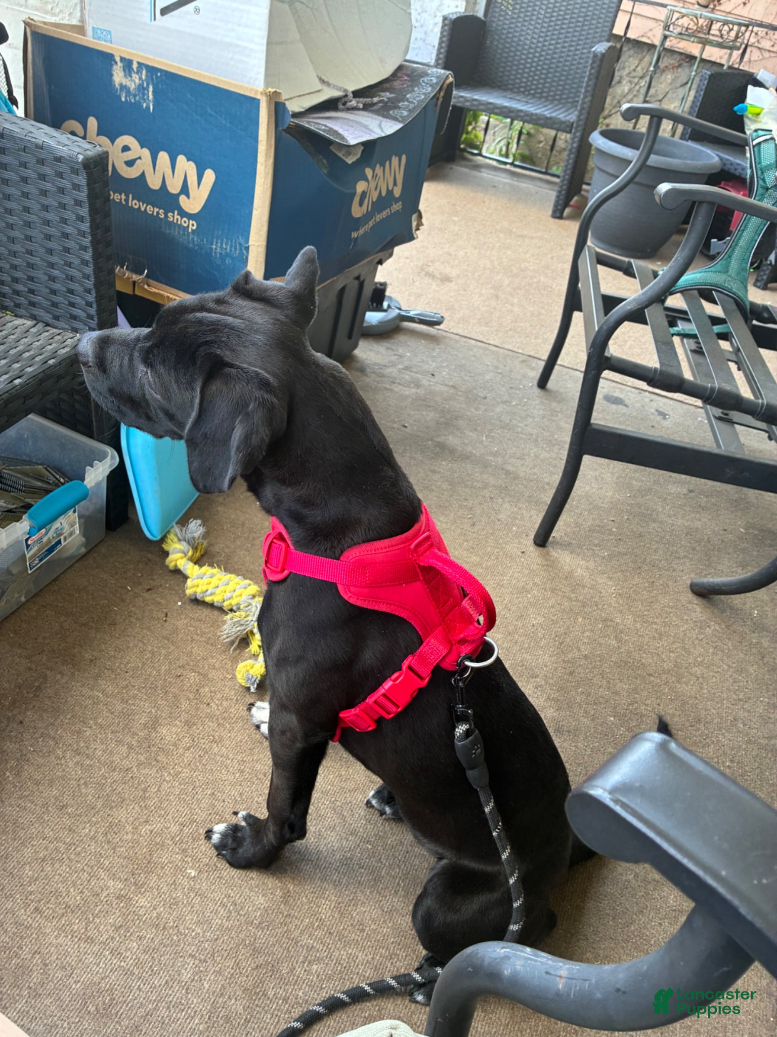 Mixed Breed dogs for sale: Kanesley - Ad 25