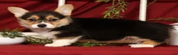 Welsh Corgi Pembroke dogs for sale: Trisha - Ad 5