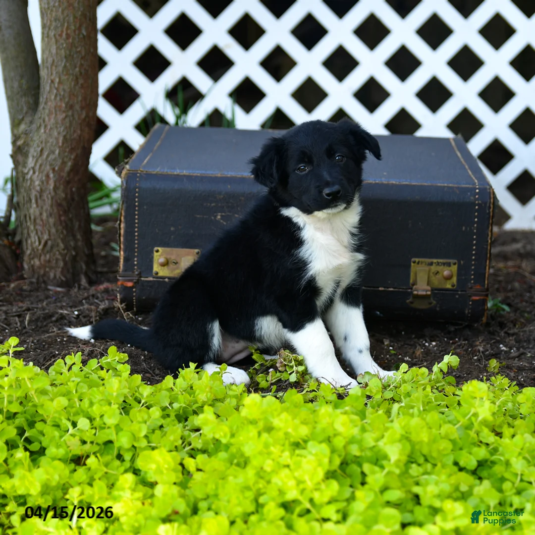 Border Collie dogs for sale: Lucie - Ad 1