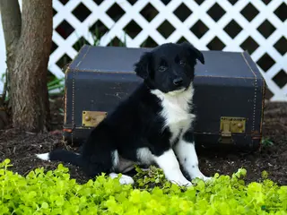 Border Collie dogs for sale: Lucie - Ad 1