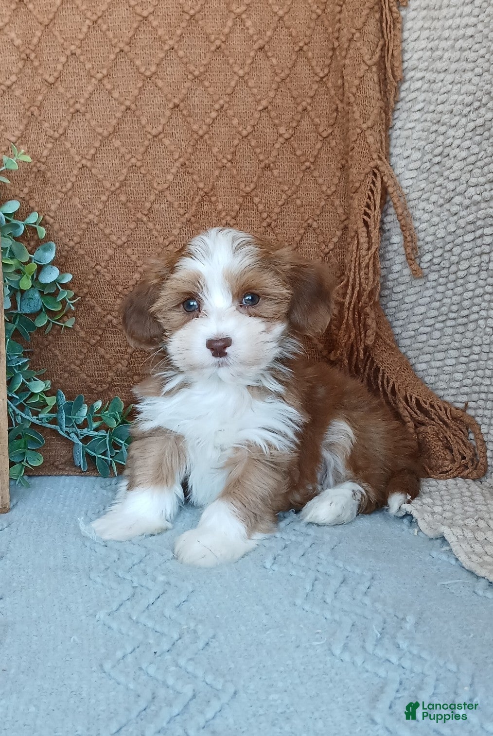 Havanese dogs Jayce  - Ad 23