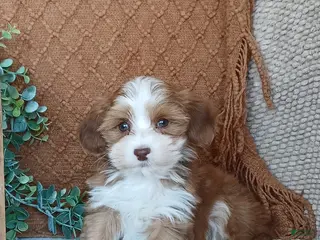 Havanese dogs Jayce - Ad 23